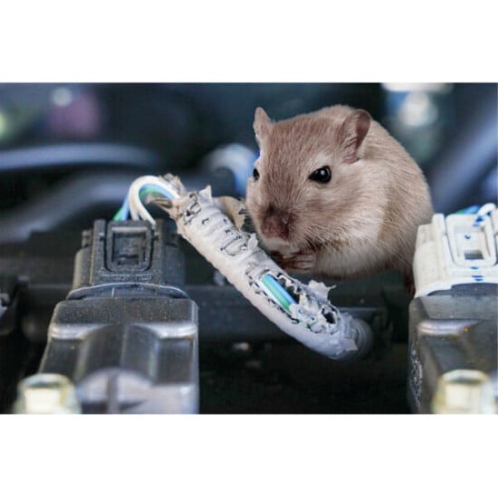 REPELLENTE AD ULTRASUONI PER RODITORI - 12V